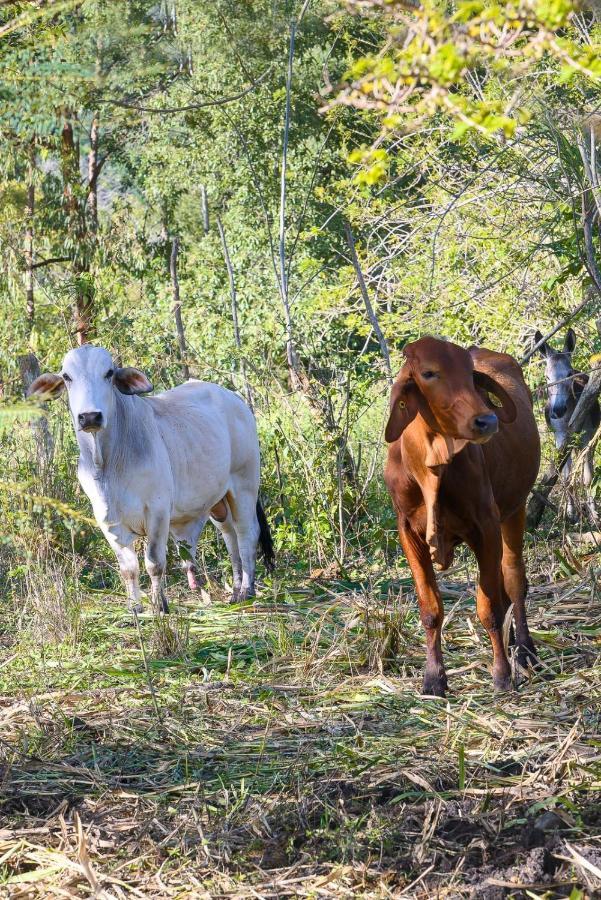 Hacienda La Huerta Puerto Plata, 1 Bdr Βίλα Εξωτερικό φωτογραφία