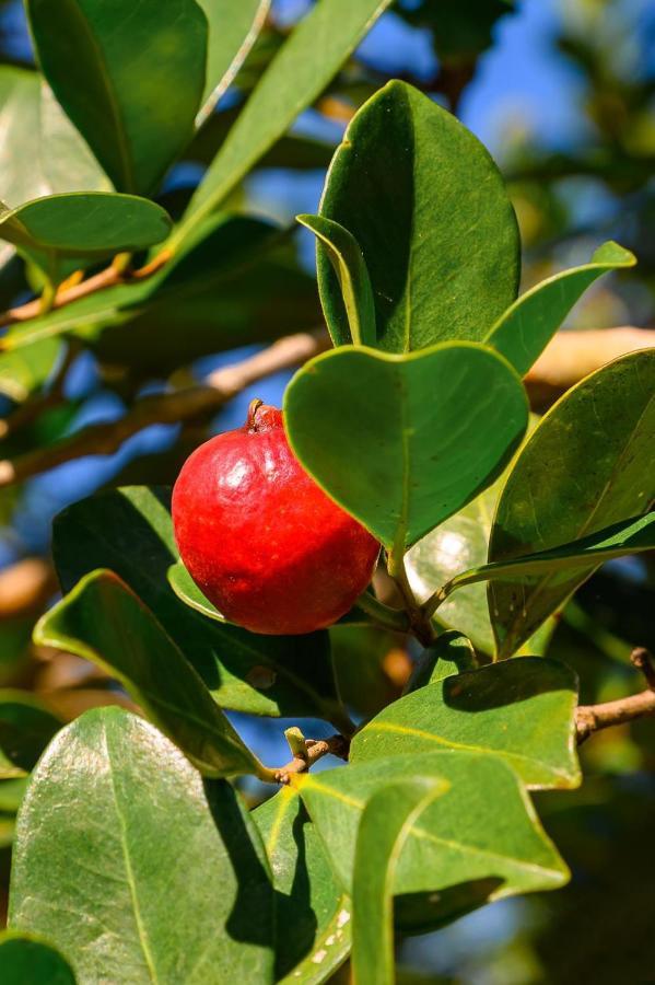 Hacienda La Huerta Puerto Plata, 1 Bdr Βίλα Εξωτερικό φωτογραφία