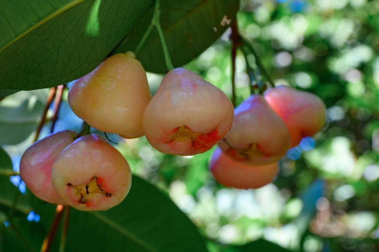 Hacienda La Huerta Puerto Plata, 1 Bdr Βίλα Εξωτερικό φωτογραφία